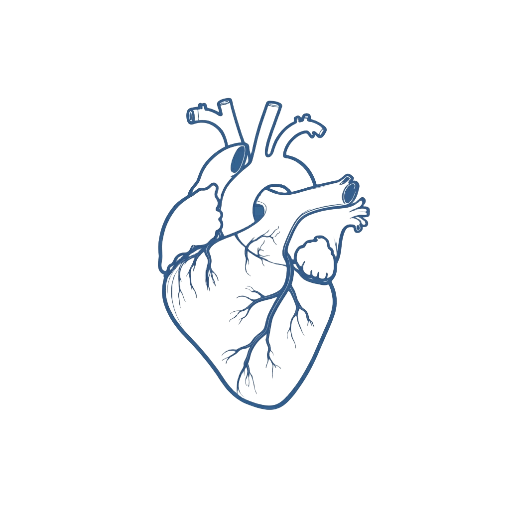Human heart illustration